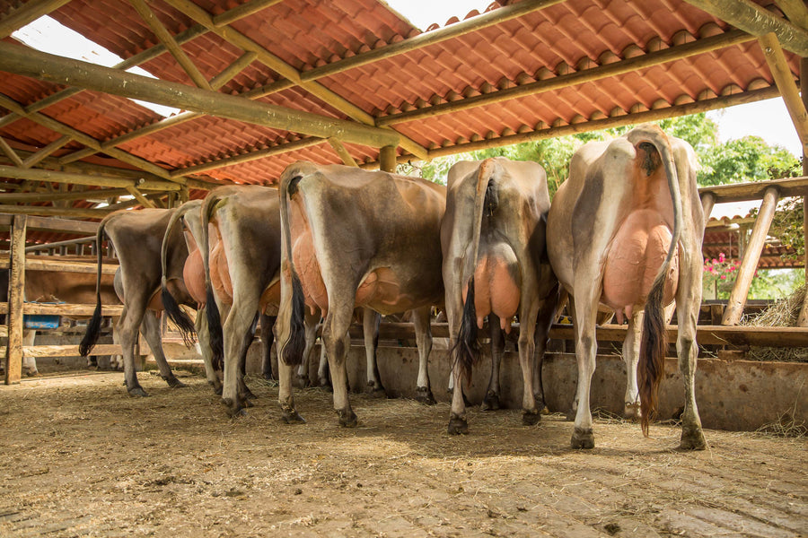La leche del día